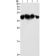 兔抗PGK2多克隆抗體
