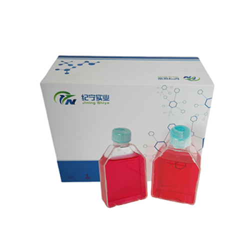 RF/6A猴脈絡膜-視網膜(內皮)細胞