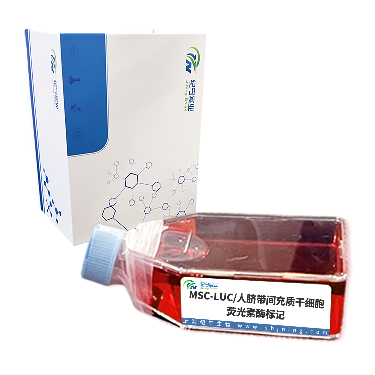 MSC-LUC/人臍帶間充質(zhì)干細(xì)胞-熒光素酶標(biāo)記