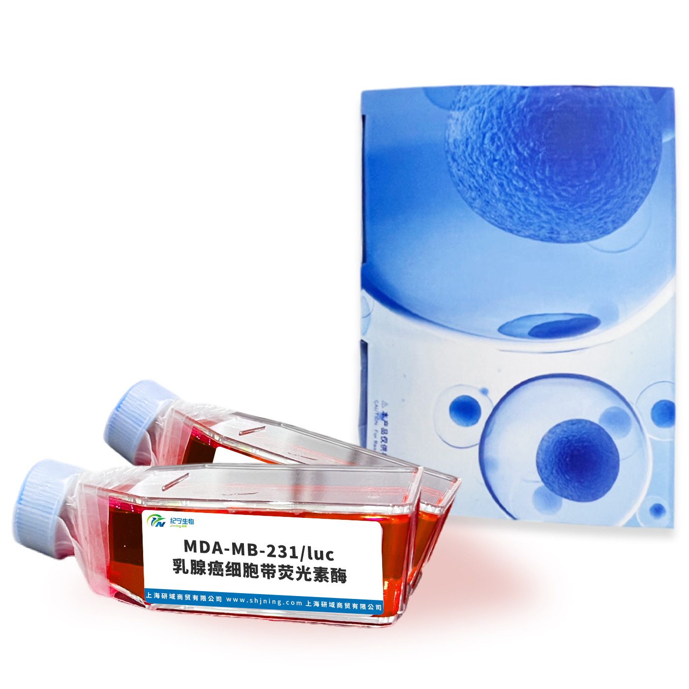 MDA-MB-231/luc乳腺癌細胞帶熒光素酶