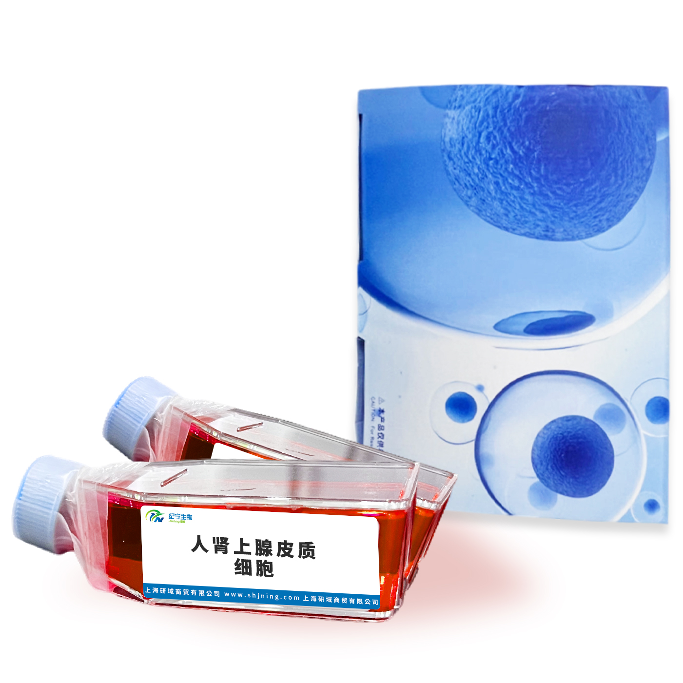 人腎上腺皮質細胞