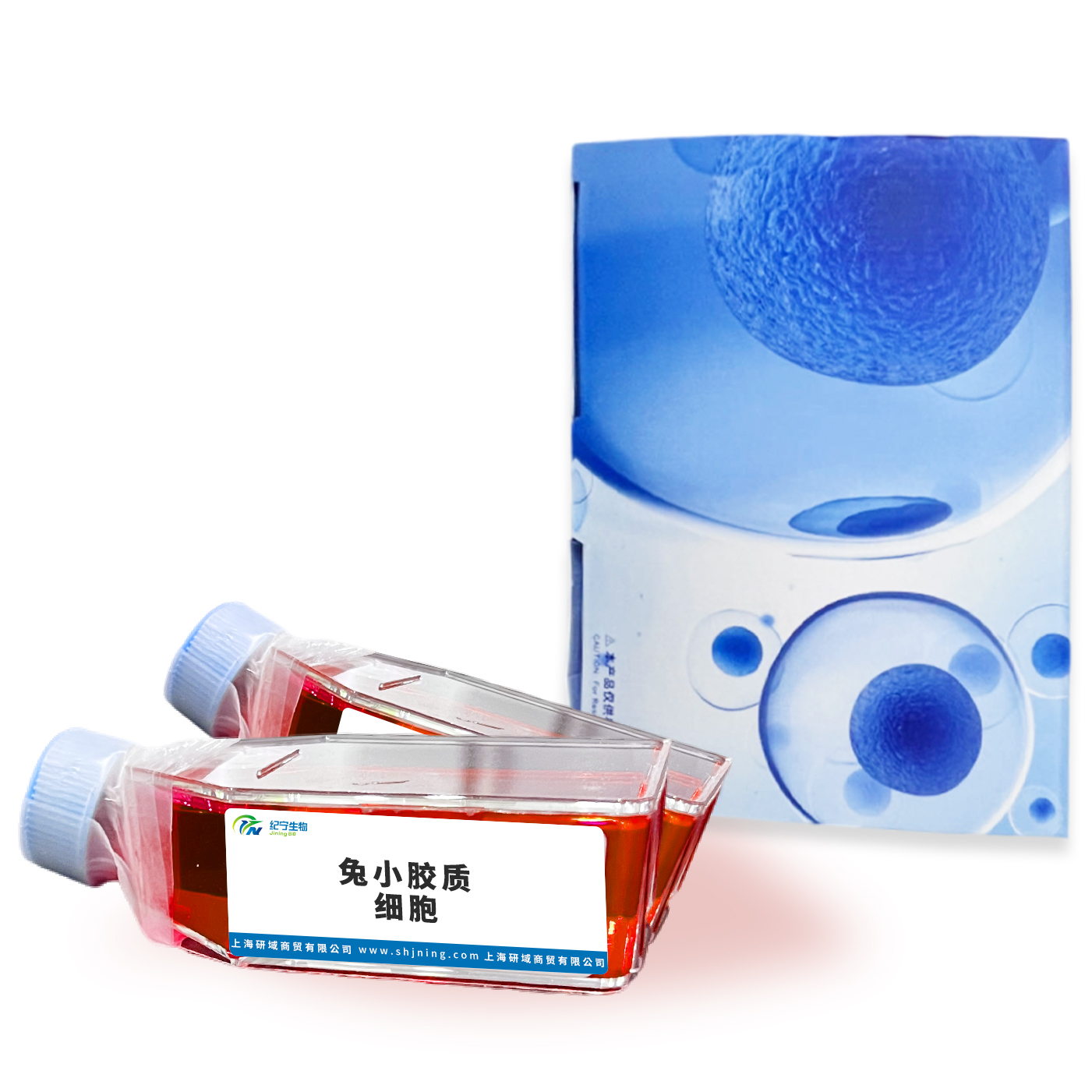 兔小膠質細胞